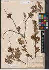 Foto von Salix aurita L.